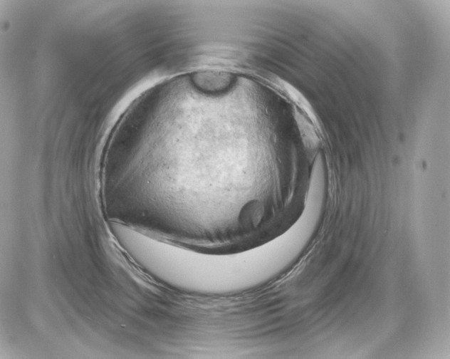 X0000087551435200705112110