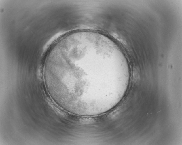 X0000087551454200705112109