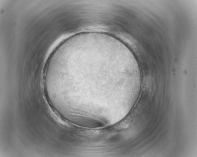 X0000087551470200705112109