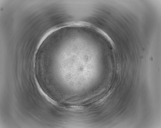 X0000087551483200705112109