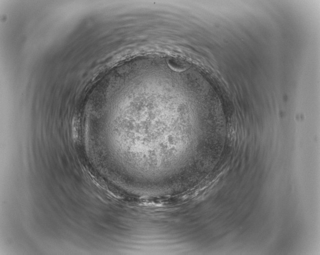 X0000087551490200705112108