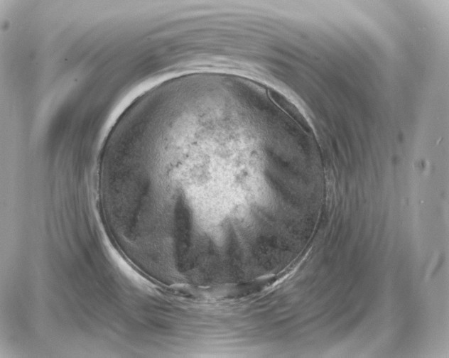 X0000087551531200705112109