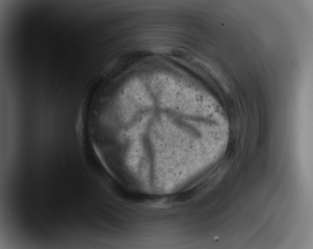 X0000087550120200705181113