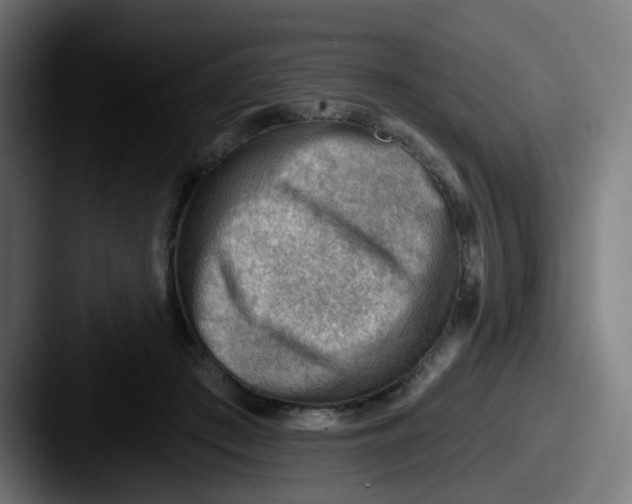 X0000087550409200705181110