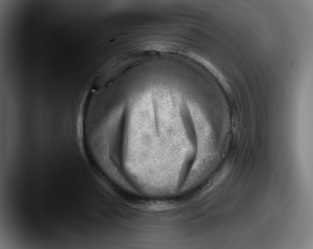 X0000087550445200705181109