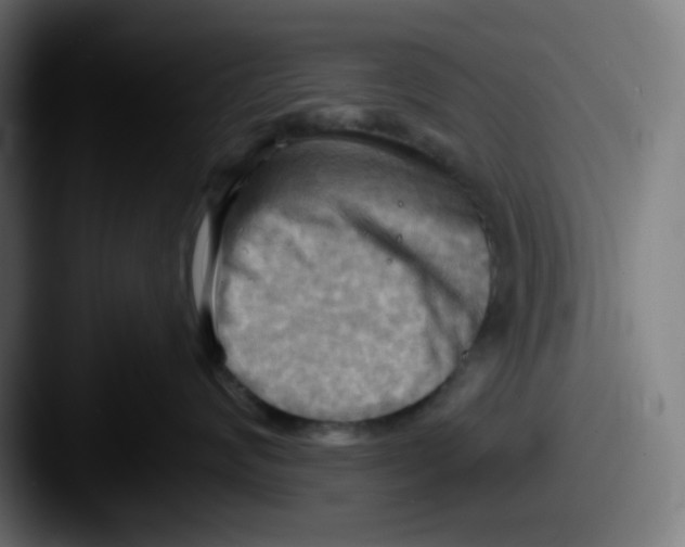 X0000087550624200705181107