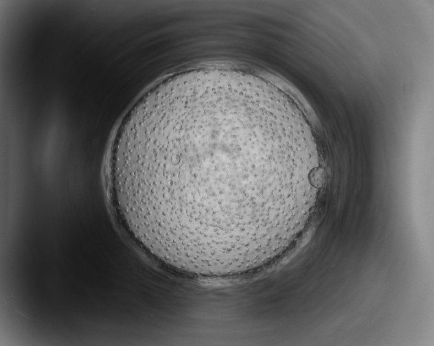 X0000087550852200705181105