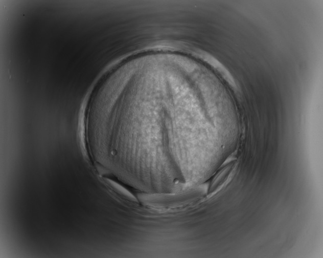 X0000087551232200705181100