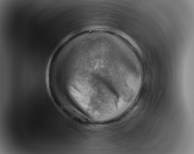 X0000087551237200705181101