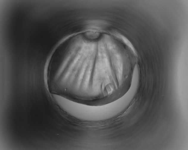 X0000087551435200705181058