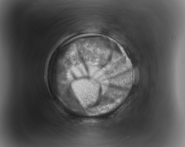 X0000087550195200705251747