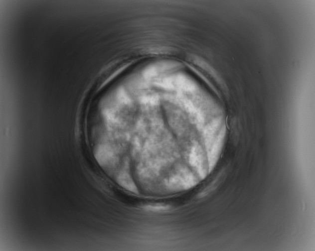 X0000087550203200705251747