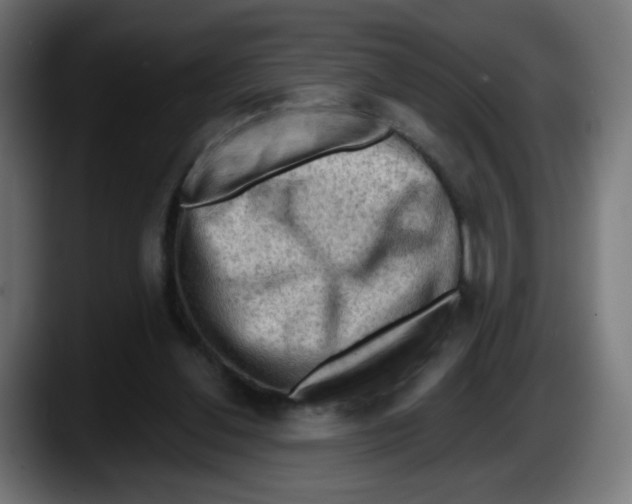 X0000087550252200705251746