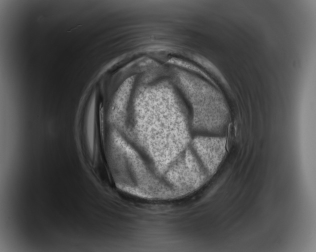 X0000087550436200705251743