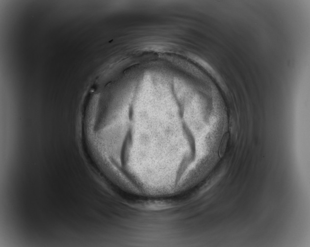 X0000087550445200705251743