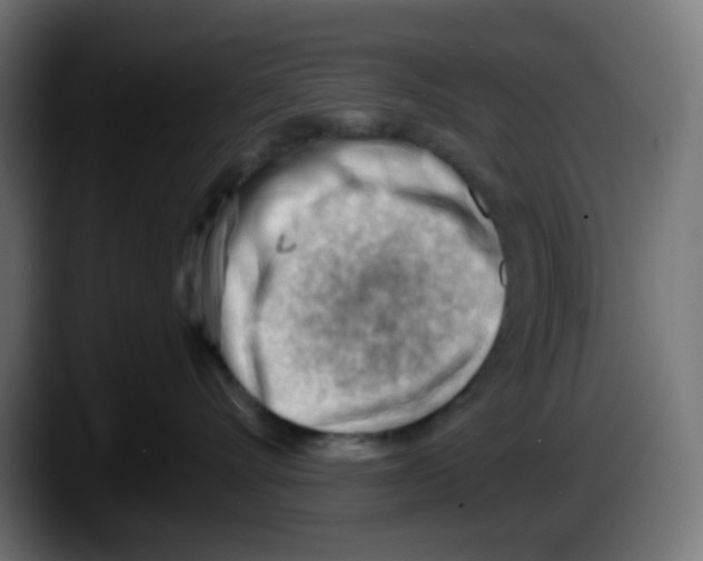 X0000087550528200705251742