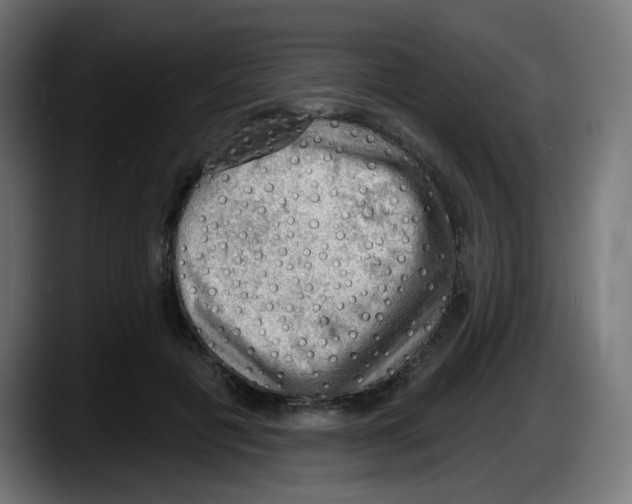 X0000087550601200705251742