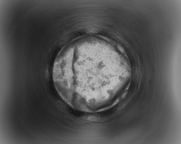 X0000087550655200705251741
