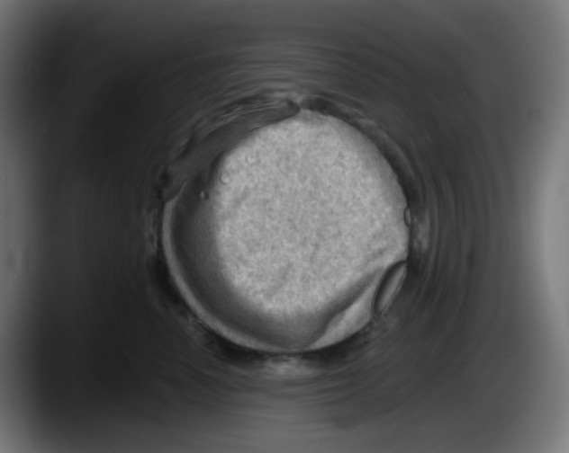 X0000087550666200705251741