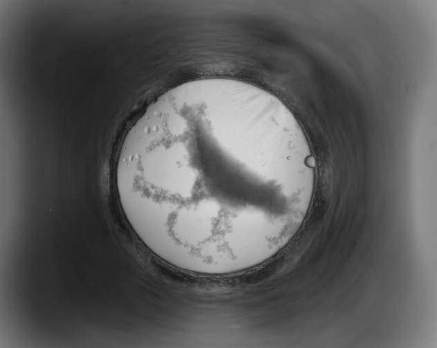 X0000087550729200705251739