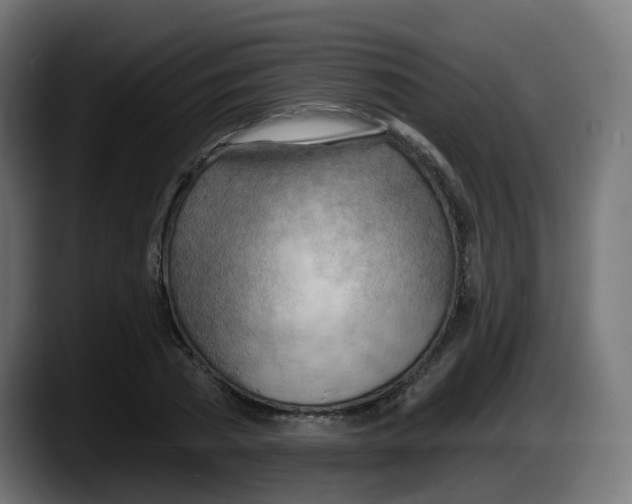 X0000087550785200705251739