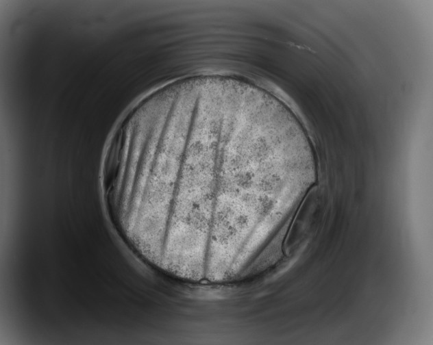 X0000087550803200705251739