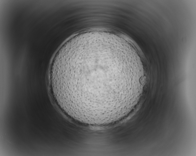 X0000087550852200705251739