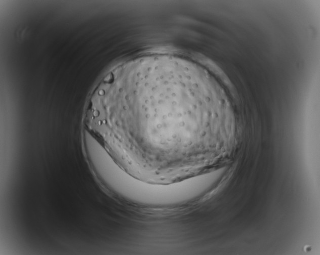 X0000087551425200705251731