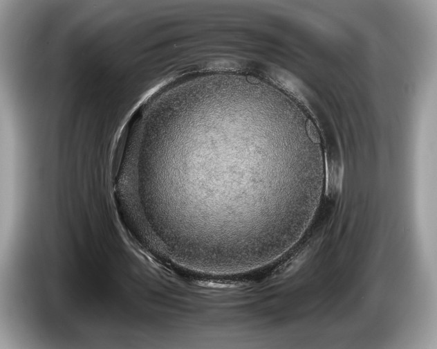 X0000087560435200704271229