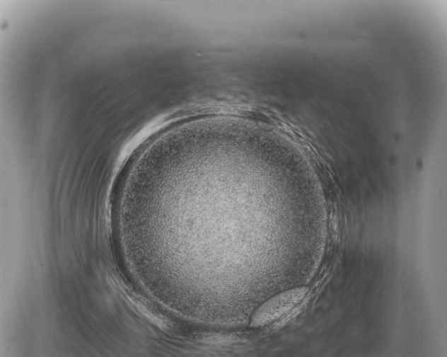 X0000087560246200705041400