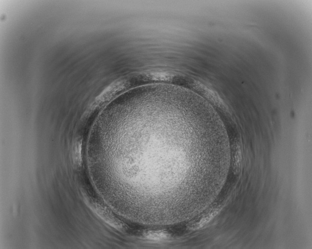 X0000087560262200705041400