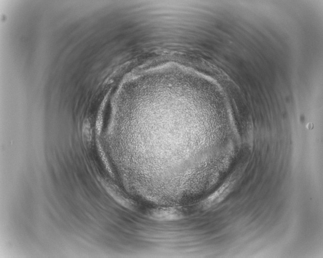 X0000087560086200705112158