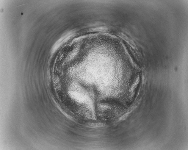 X0000087560245200705112154