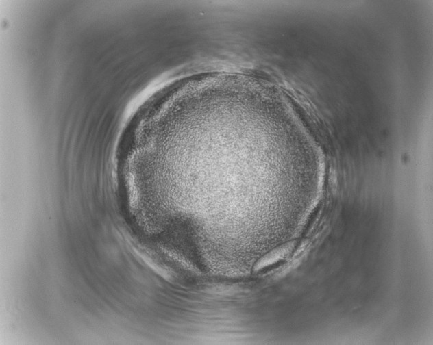 X0000087560246200705112154