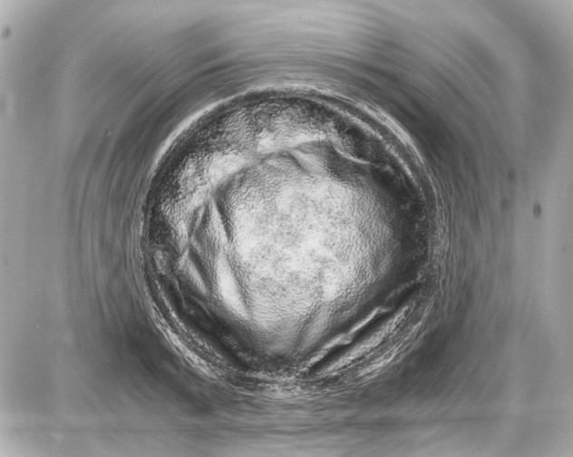 X0000087560799200705112146