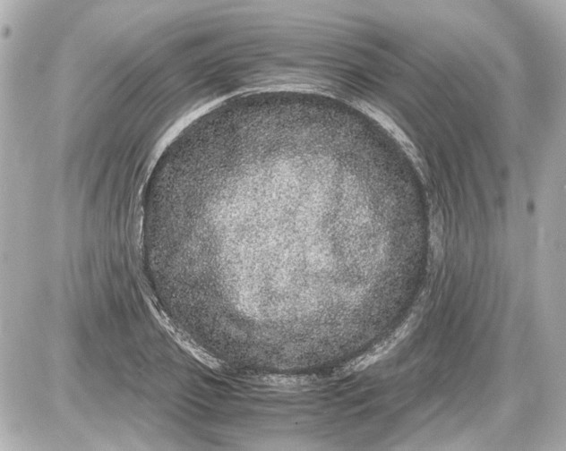 X0000087560933200705112143