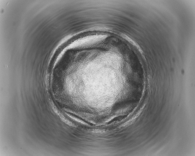 X0000087561029200705112142