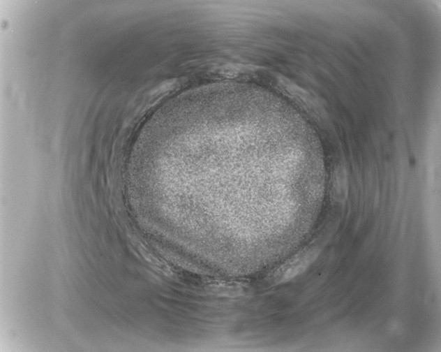 X0000087561105200705112140