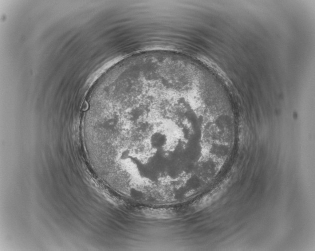X0000087561121200705112140