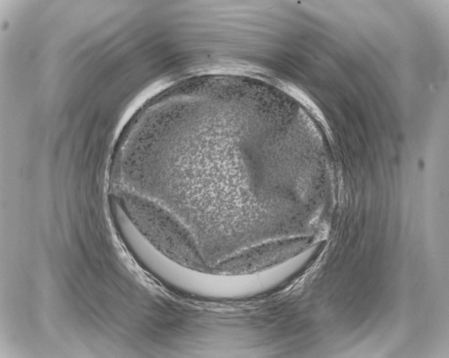X0000087561138200705112141