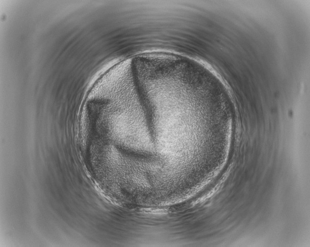 X0000087561145200705112141