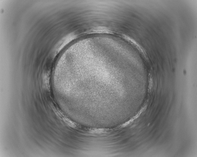 X0000087561162200705112140
