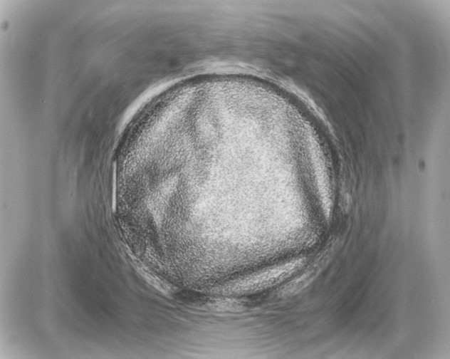 X0000087561175200705112140