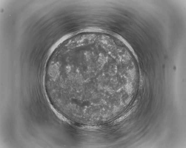 X0000087561245200705112139
