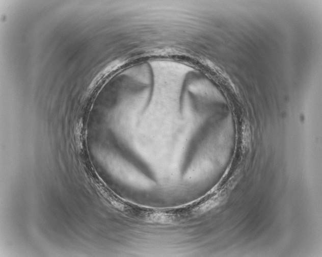 X0000087561265200705112138