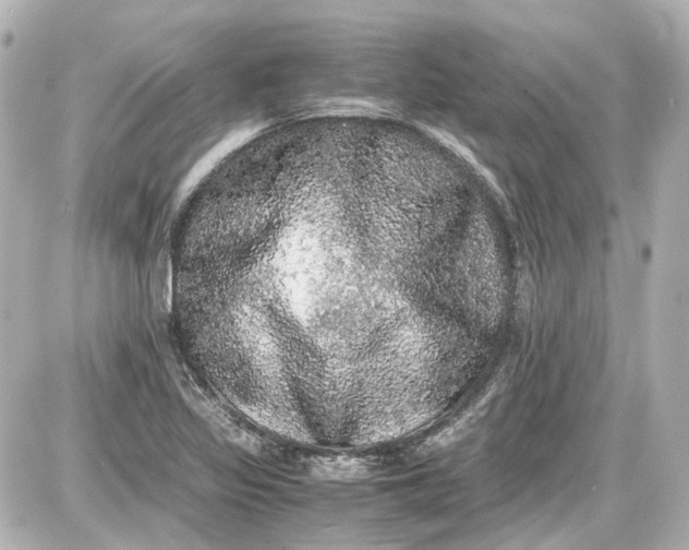 X0000087561317200705112137