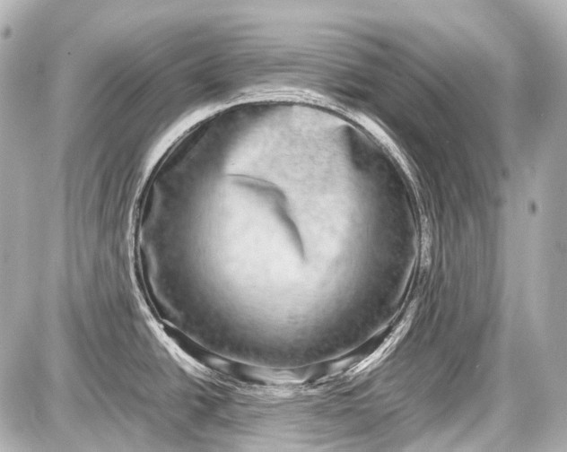 X0000087561438200705112136