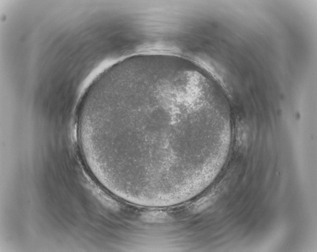 X0000087561462200705112135