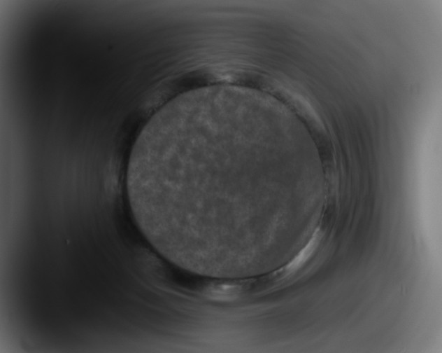 X0000087560174200705181131