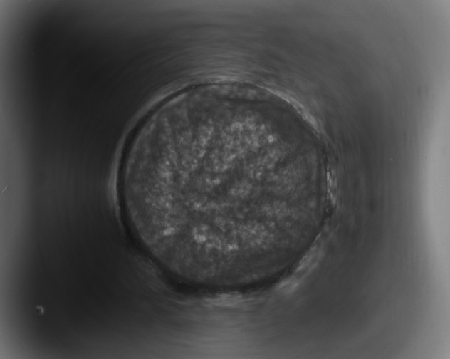 X0000087560196200705181131